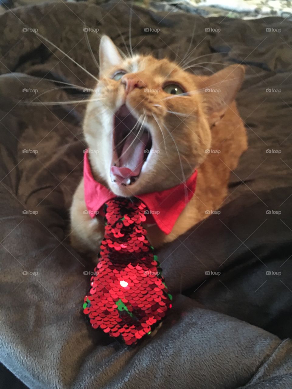 Chorus cat - singing ginger kitty with a red sequin tie