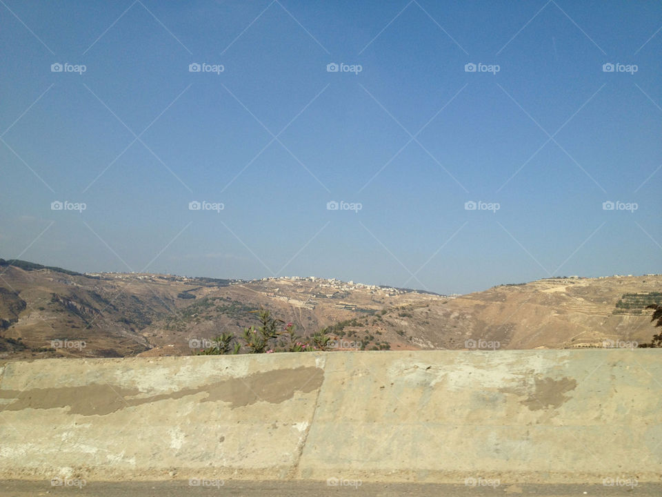 light blue sun plant by a.bilbaisi