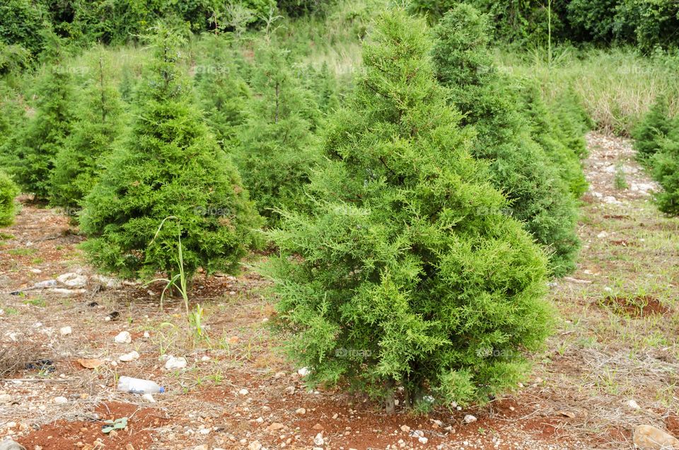 Rows Of Conifers