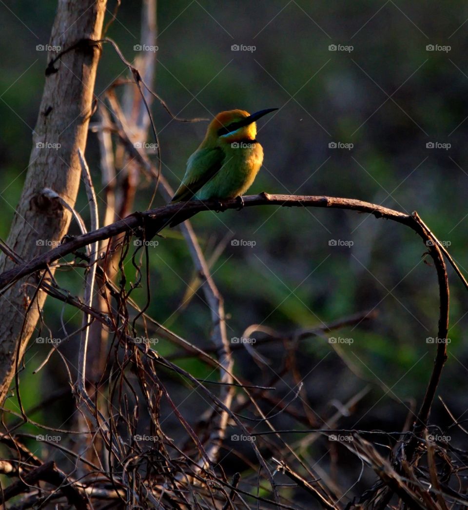 Rainbow Bee-eater 