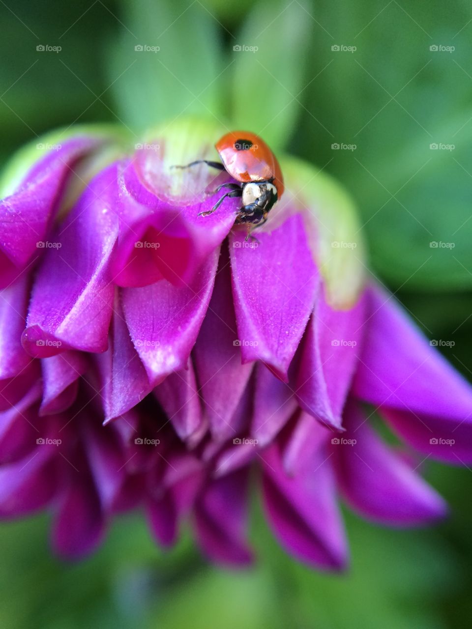 A friend bought me a lovely potted flower and this little ladybird hitched a ride on the plant from the garden centre...