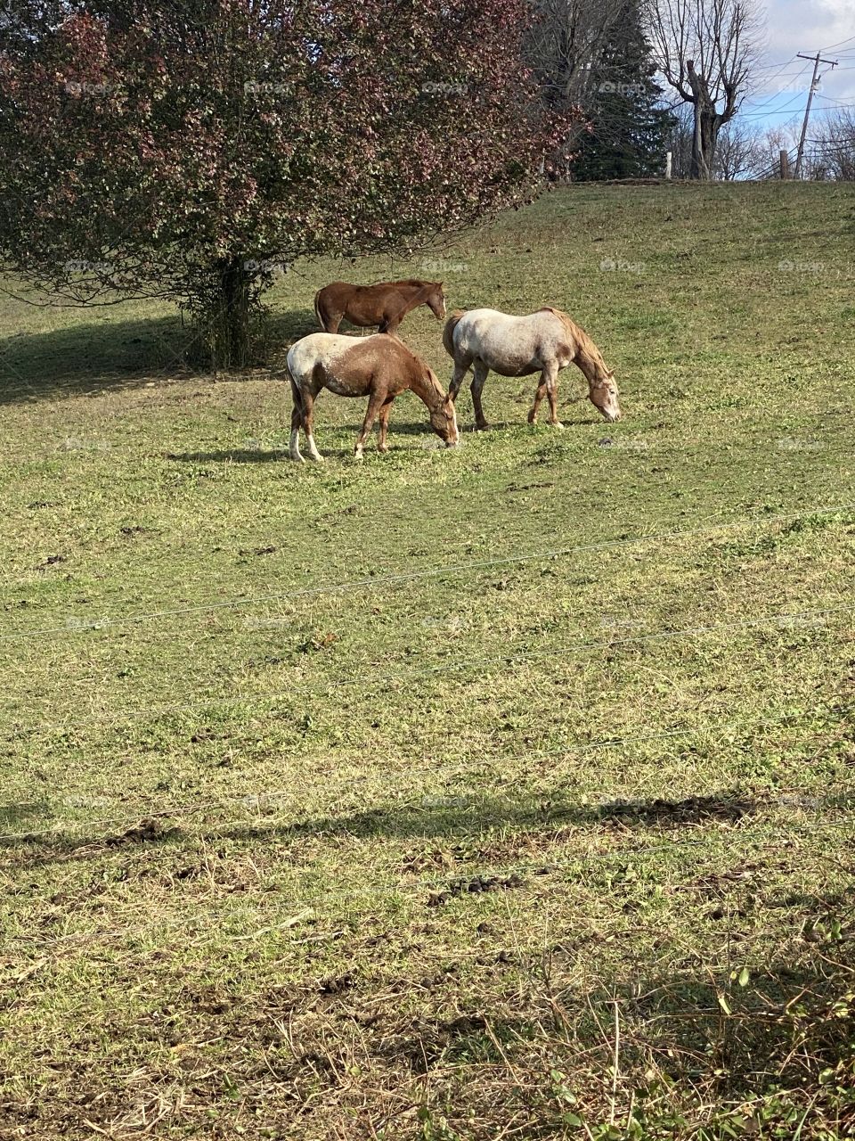 Such a beautiful day horses 
