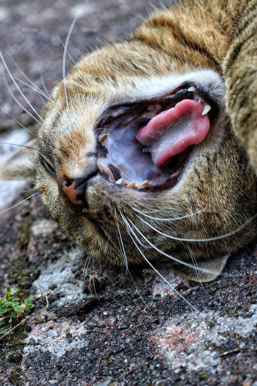 Portrait of a tabby yawning cat with red tongue