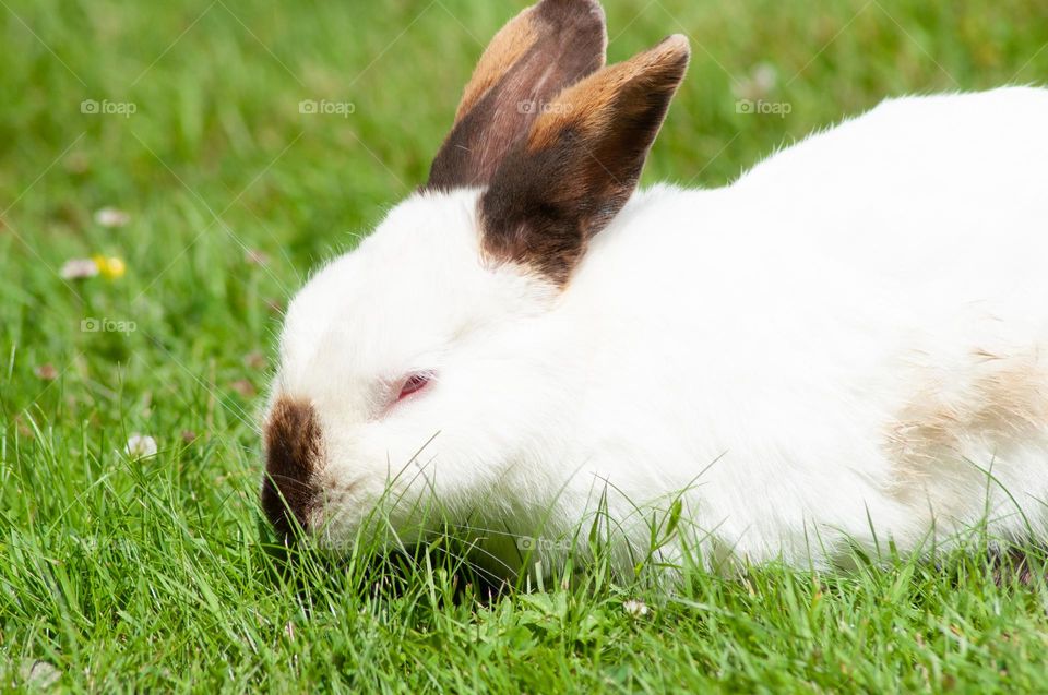 white rabbit with black ears nibbles green grass in the park, year of the rabbit 2023, easter bunny