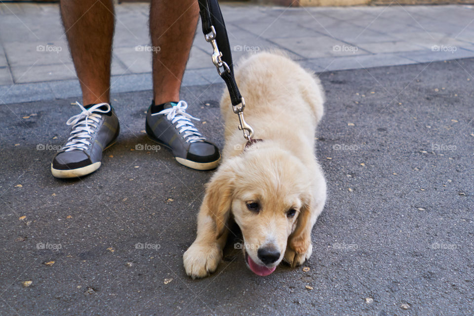 Little Golden