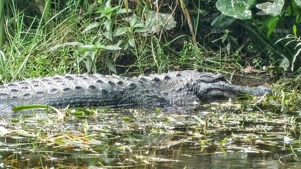 Florida Gator