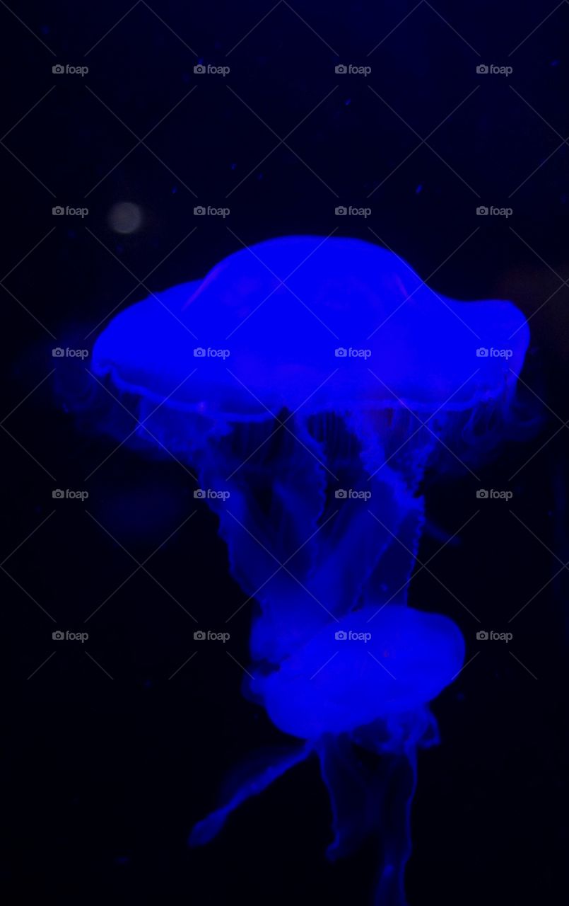 Jellyfish photographed under a blue light