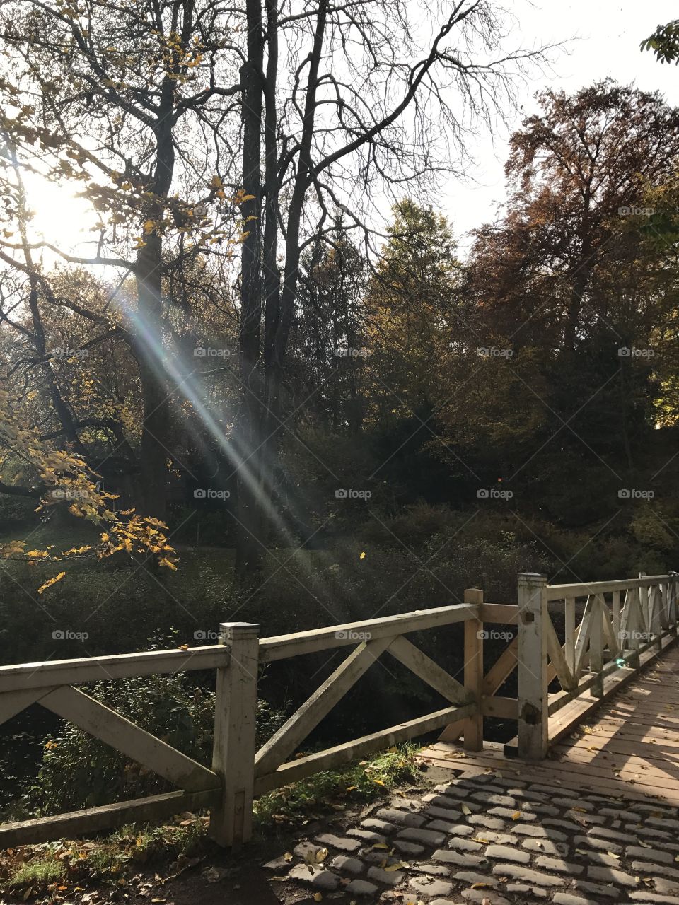 Sun rays in the fall