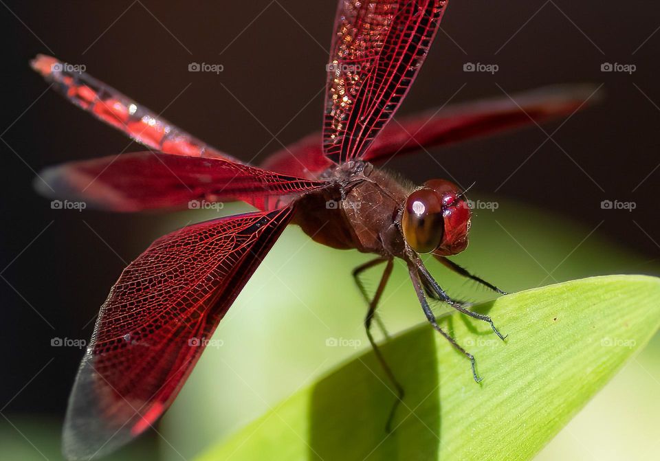 Red Dragon fly on a leaf