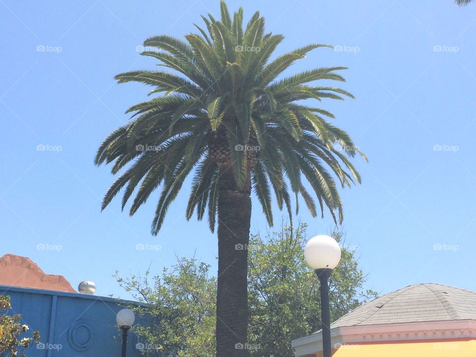 Palm tree