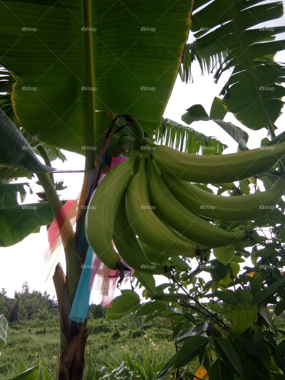 banana
thailand