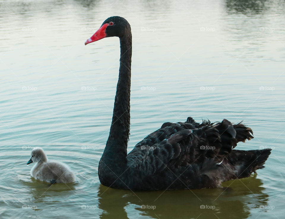 Black Swan