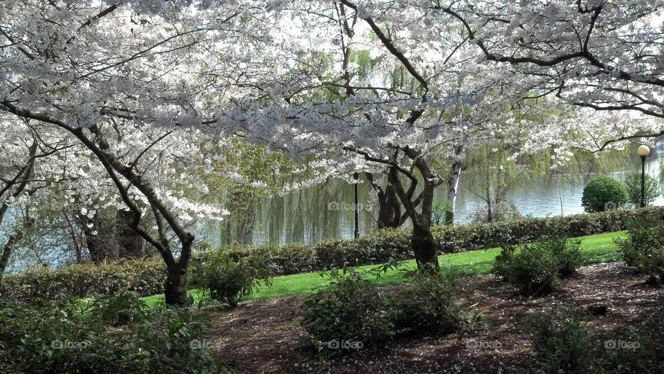 Willamette River Springtime