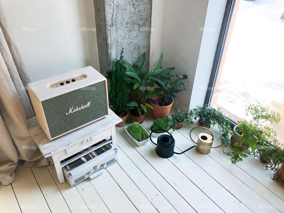 Plant near the window 