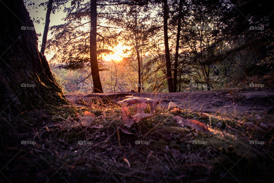 sunset in the forest