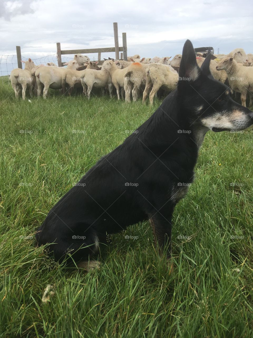 Kelpie with flock of sheep 