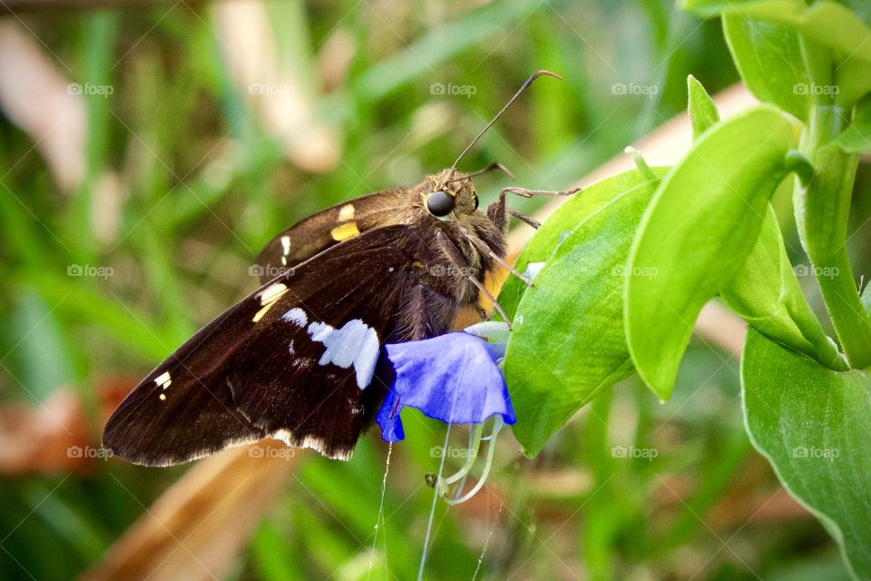 Side-view of a Silver-Spotted Skipper butterfly on an Erect Dayflower 