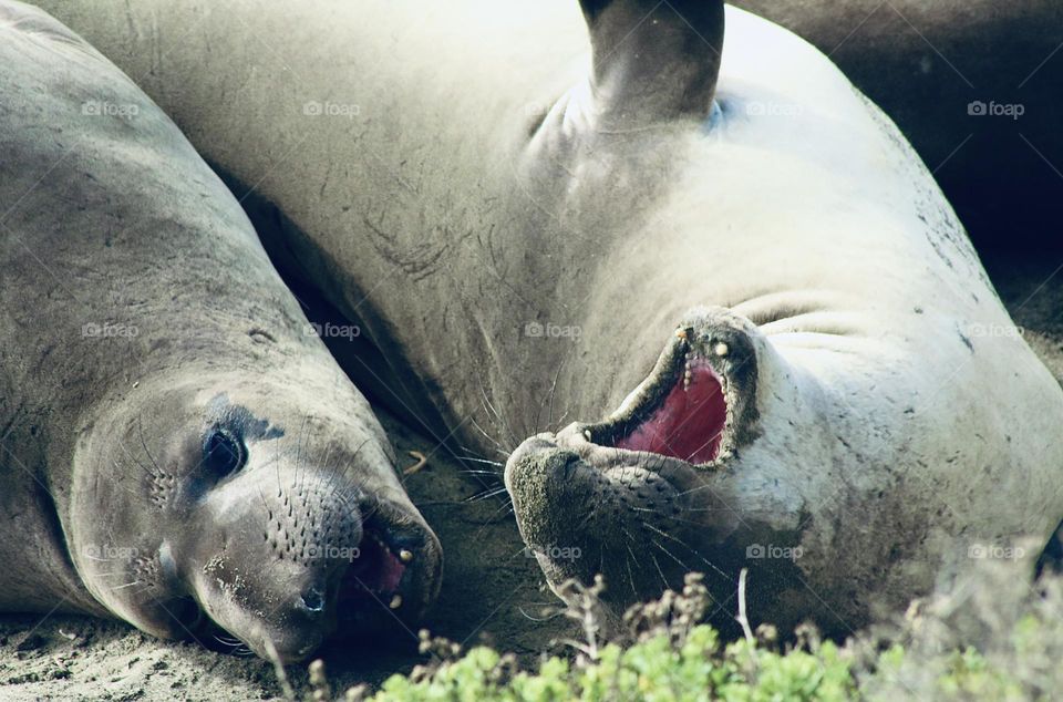 Life of seals 