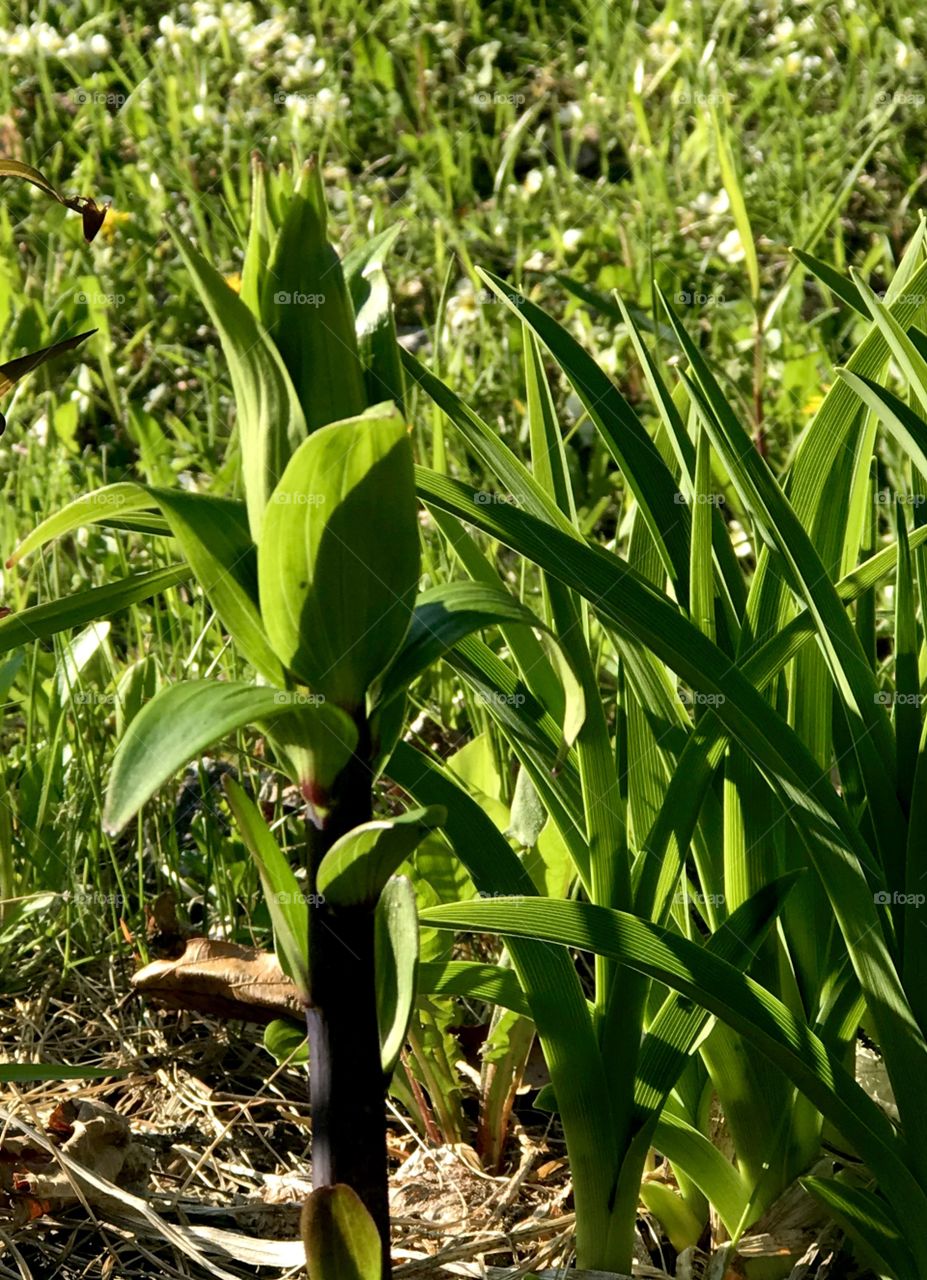 Lily growing
