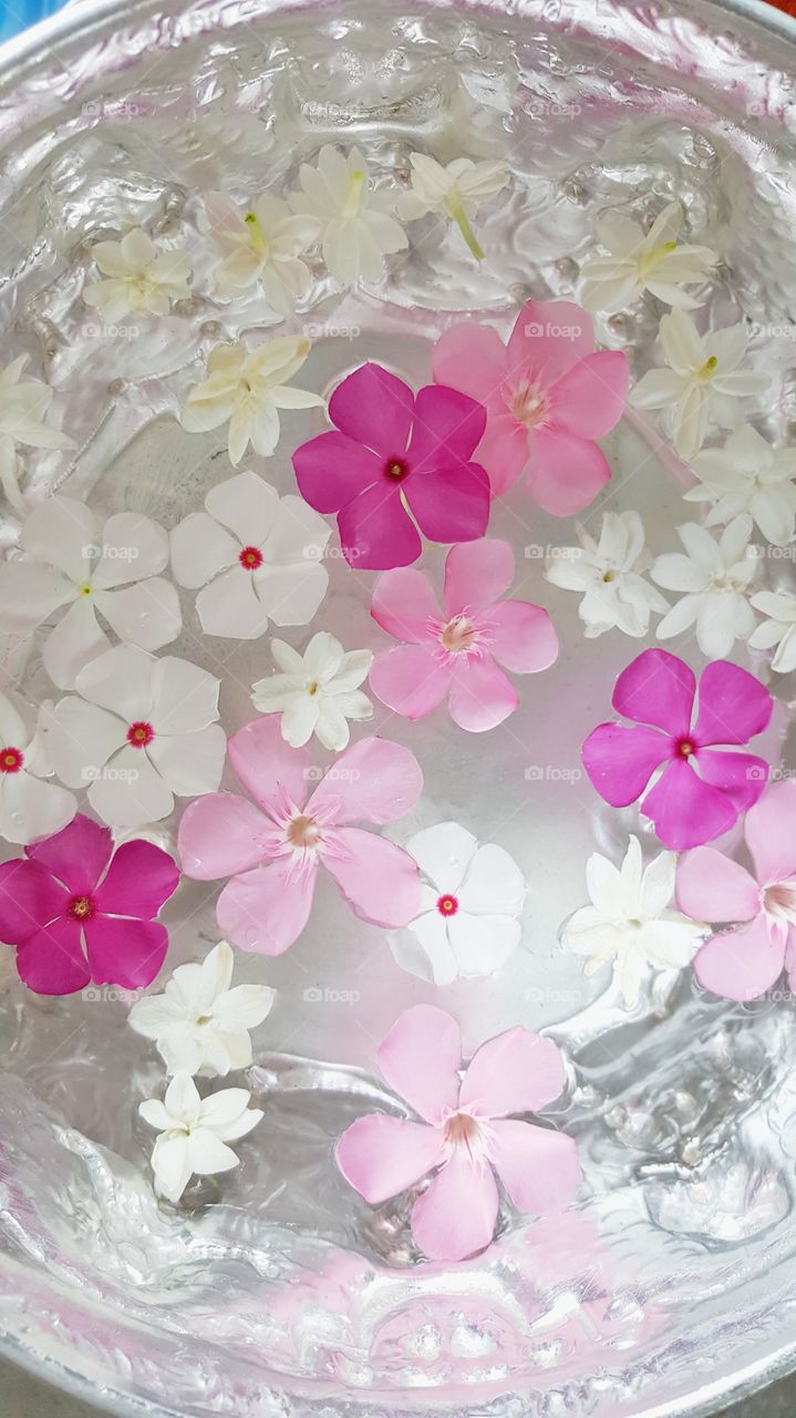 Beautiful pink and white watercress and jasmine flowers floating on water surface inside the silver bowl for Songkarn festival of Thailand during hot summer in April