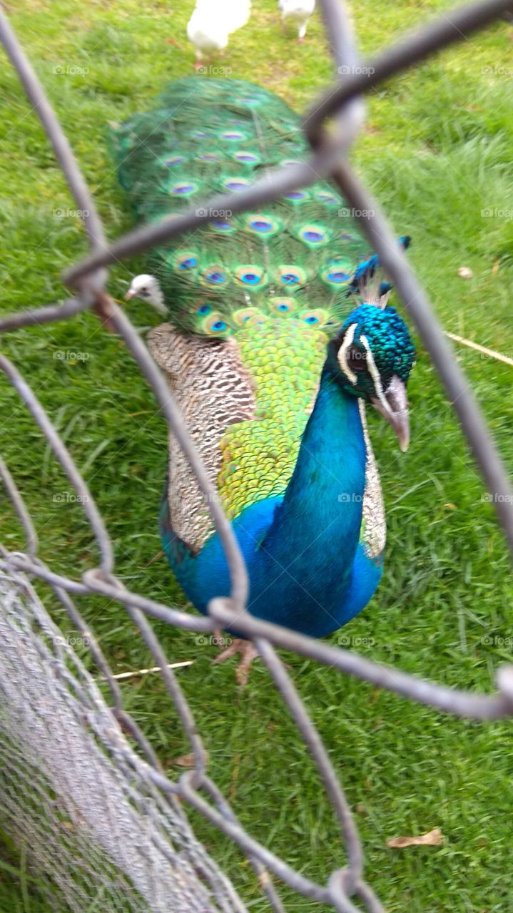 A peacock with beautiful feather