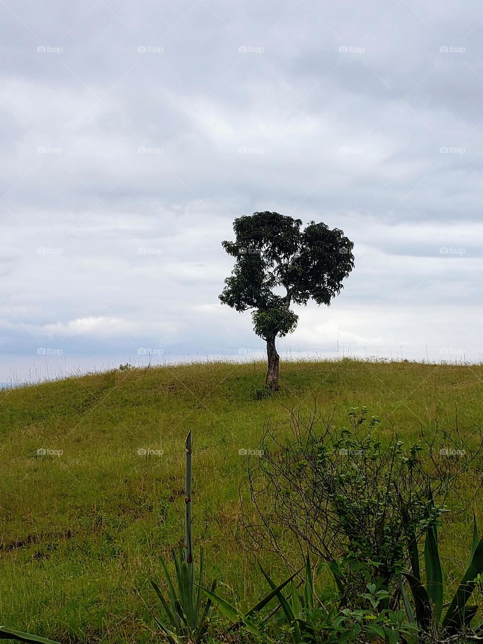 Lonely tree but beautiful one. On my cycling tour.

June 22, 2023
04:00pm