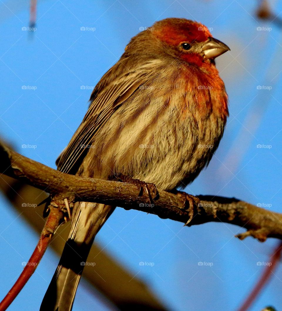 Finch in the Riparian Preserve