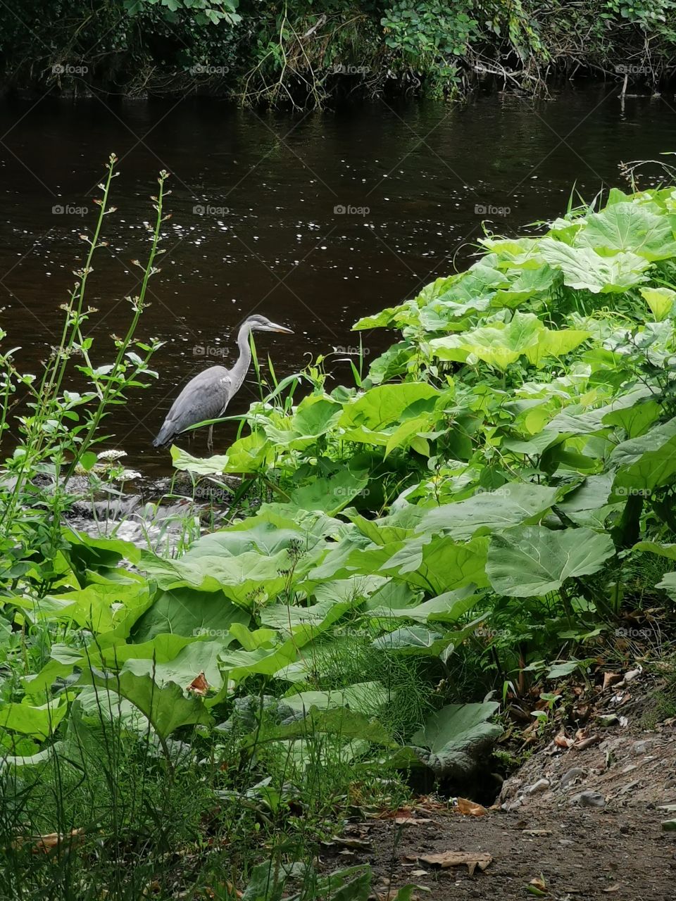 Heron!