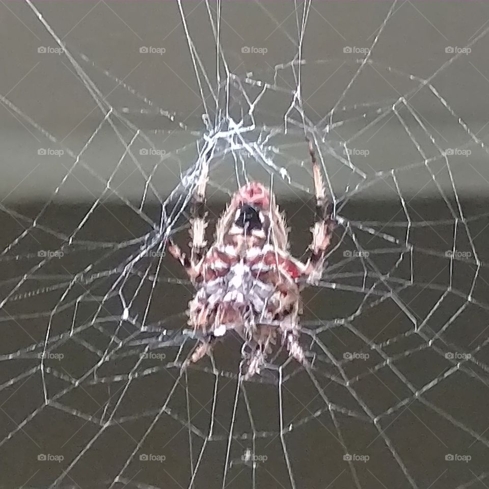 Spider, Spiderweb, Arachnid, Cobweb, Trap