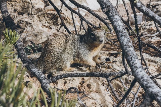 Squirrel 