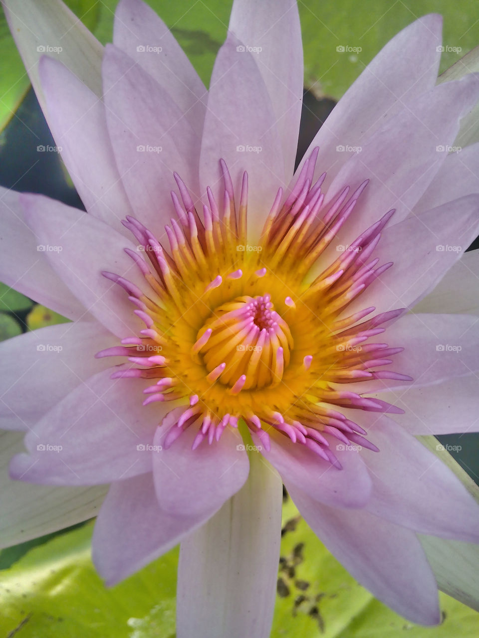 blooming lotus flower. the lotus is one of the most well-known symbols of buddism