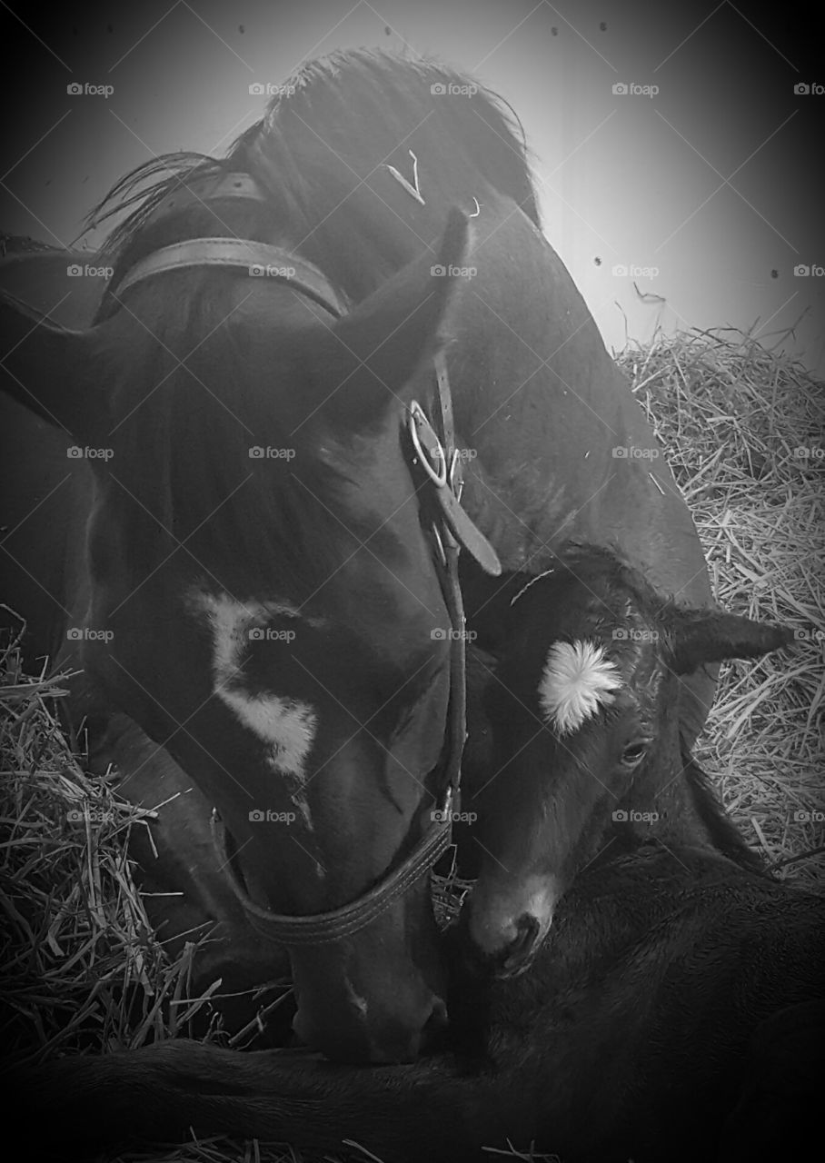 Monochrome, Cavalry, Black And White, People, Mammal