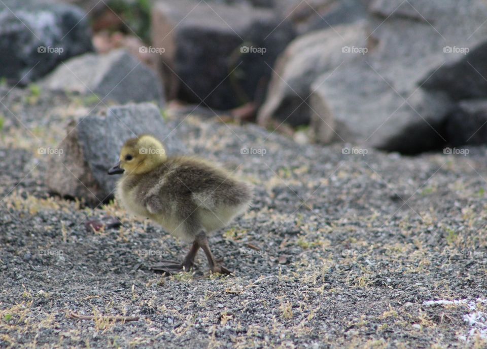 Gosling walking along shore of Hudson River on spring evening 