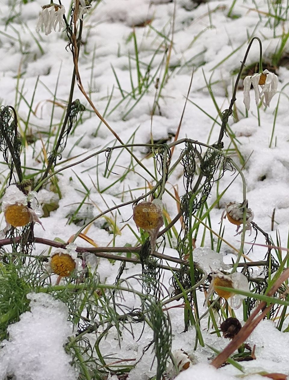 First snow. Frozen daisies under the snow