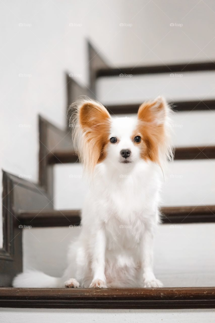 Cute dog is sitting on the staircase. Continental Toy Spaniel Papillon dog, pure breed. Also known as a butterfly-earred dog. 