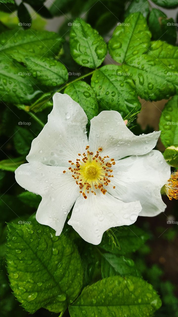 tender flower in the rain