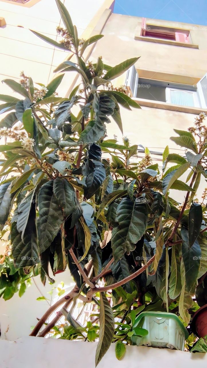 Tree foliage green tree tree trunk