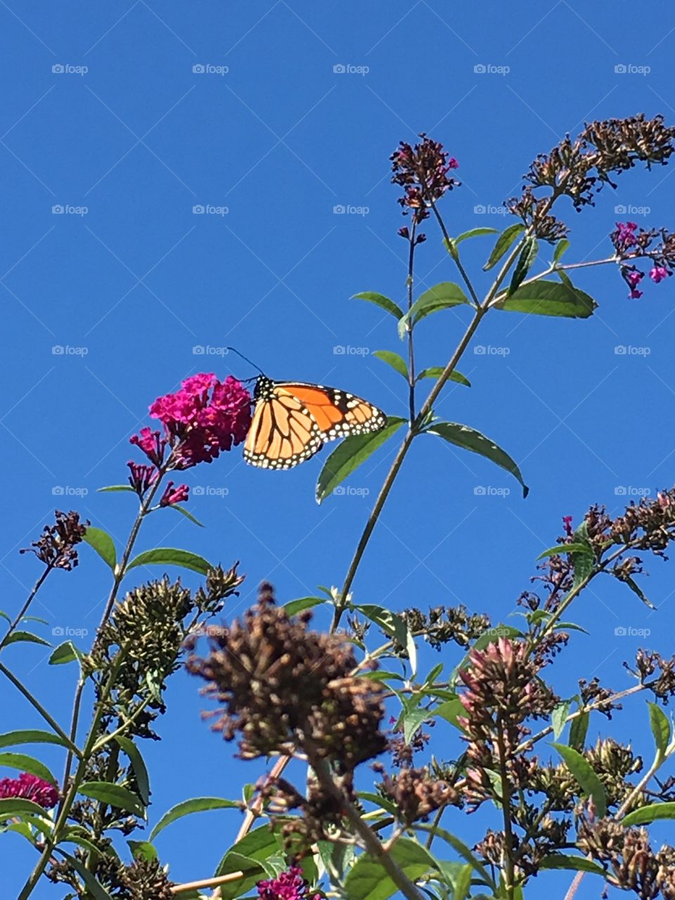 Butterfly Beauty 