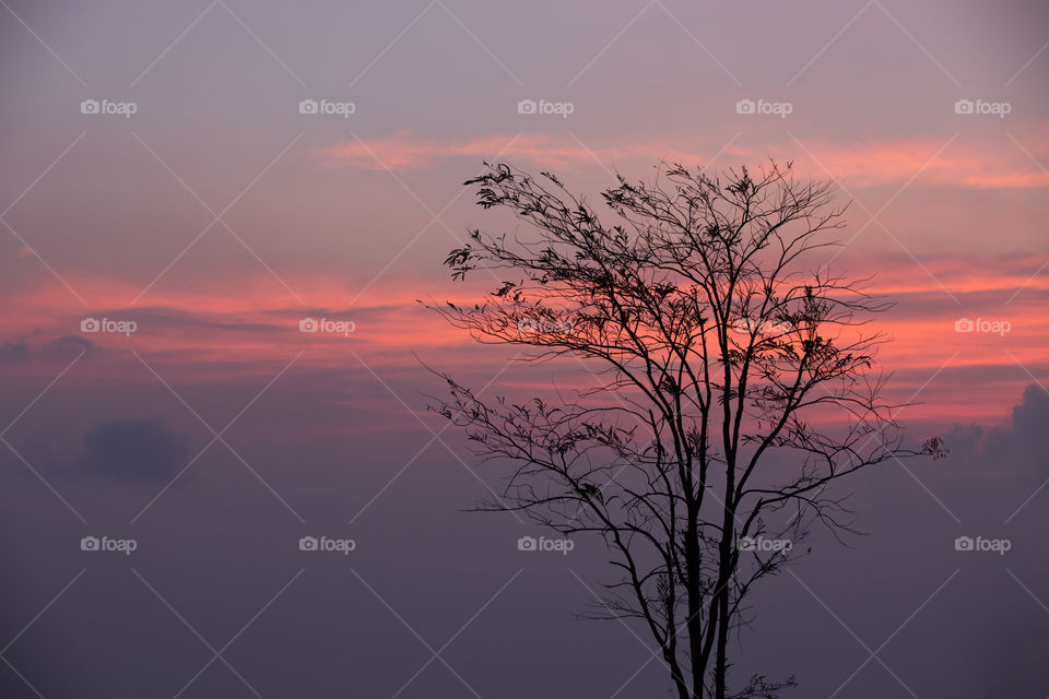 Dead tree with twilight dusk background 