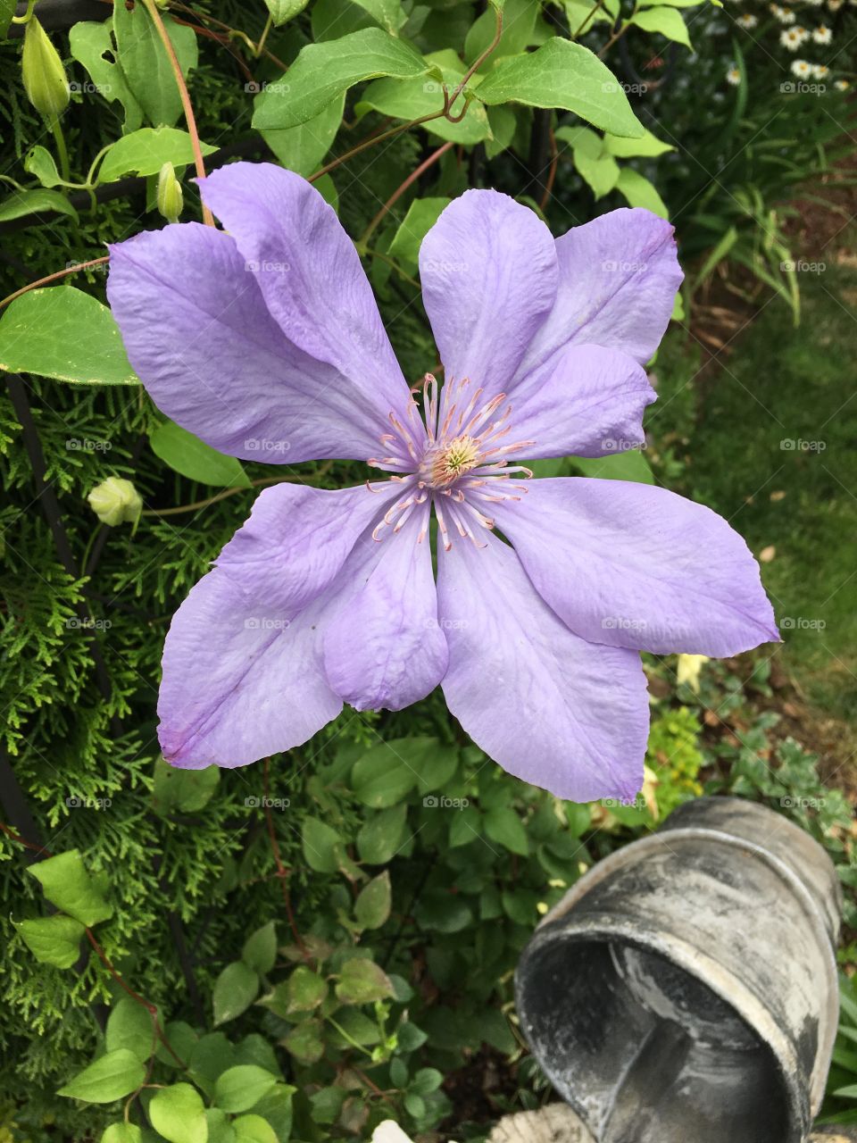 Clematis bloom