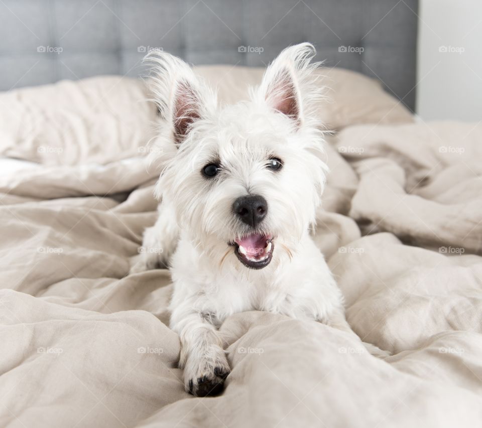 Very charming Smile Dog on the Bed.