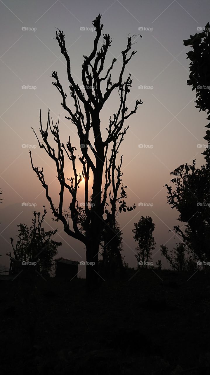 Sunset behind the naked tree