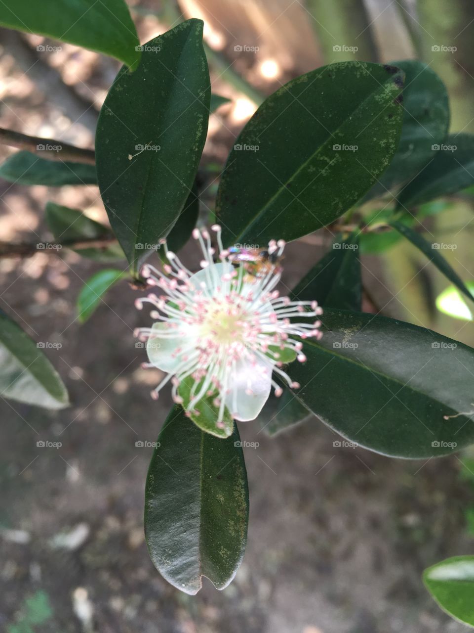 A flor do pé de cereja se exibindo de tanta beleza. 