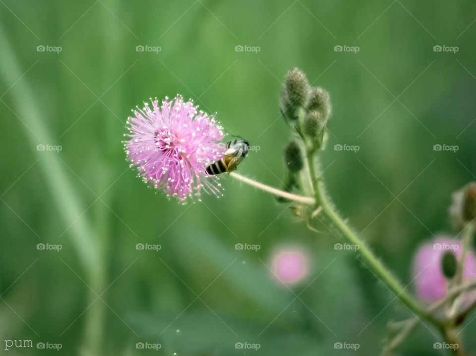 Bee on the grass