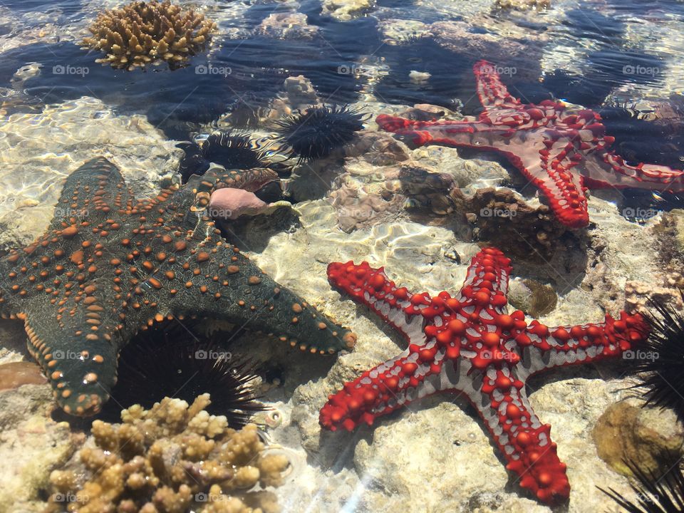 Starfishes in underwater