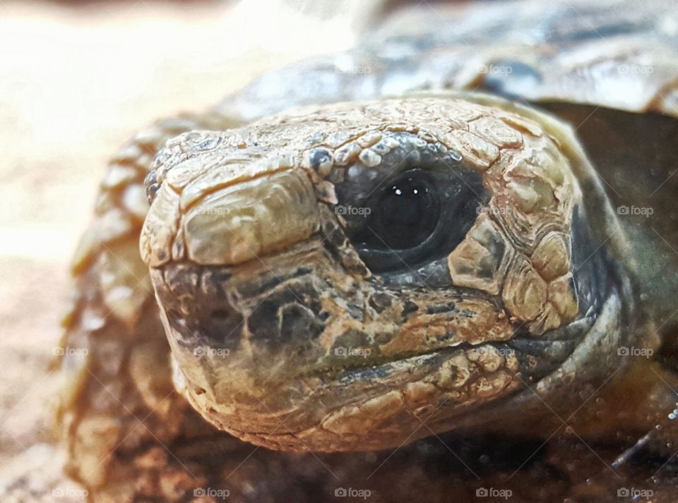 Reptile, Nature, Animal, Wildlife, Shell
