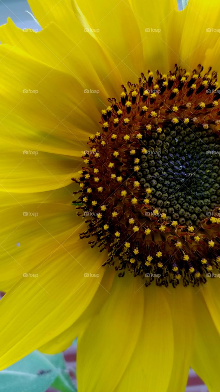 Sunflower