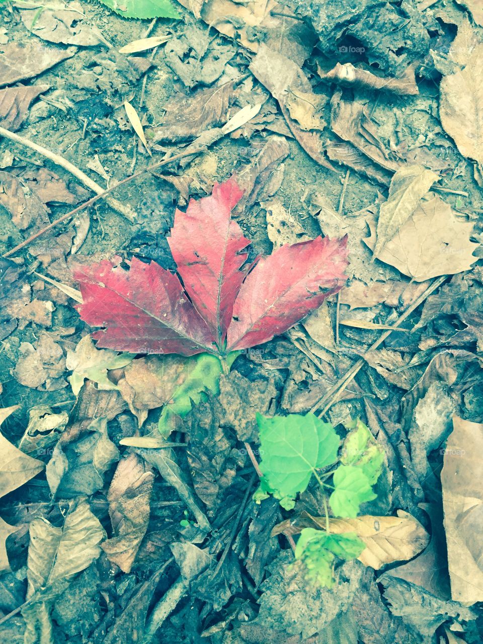 Signs of fall! 