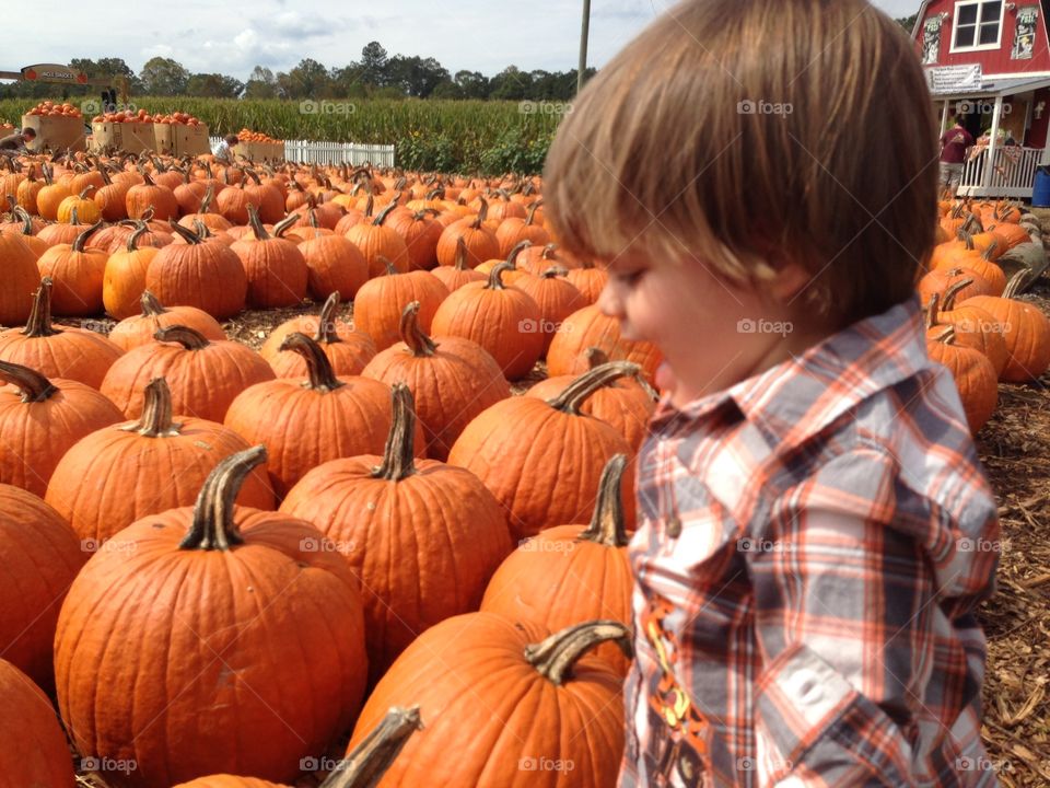 Toddler walking in a pumpkin patch.