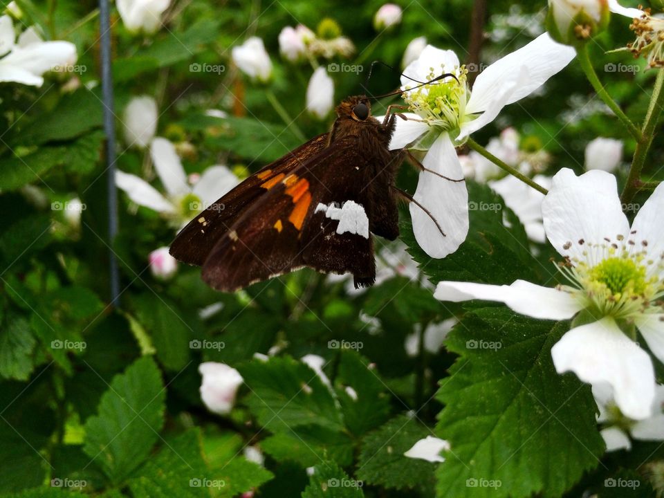 Silver Spotted Skipper